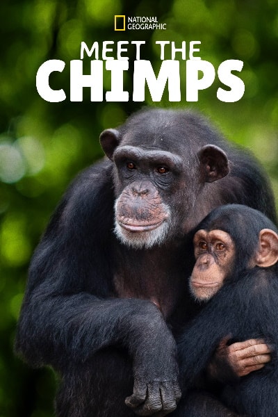 Meet the Chimps - Season 1