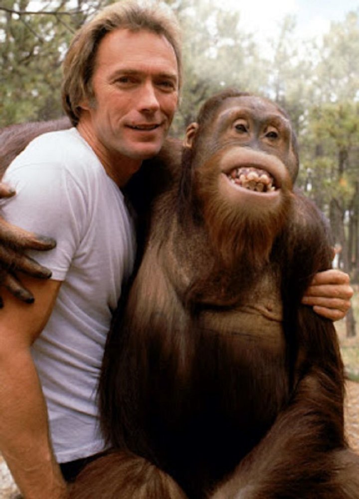 Manis the Orangutan