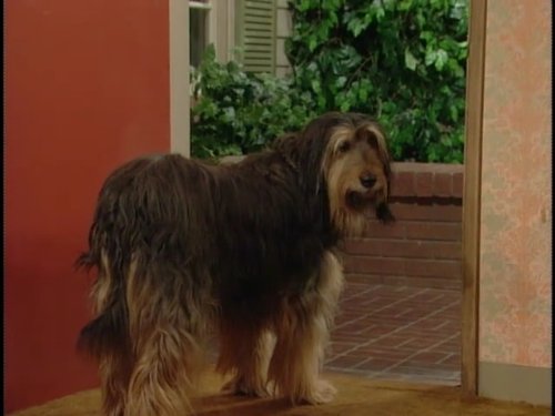 Buck the Dog