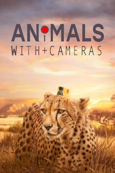 Animals with Cameras - Season 1