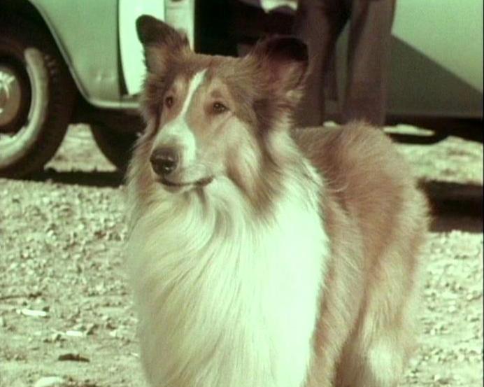 Lassie