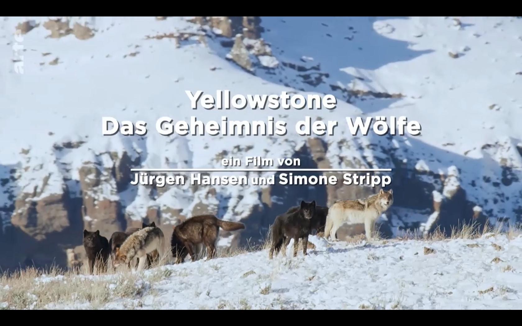 Yellowstone - Das Geheimnis der W&ouml;lfe